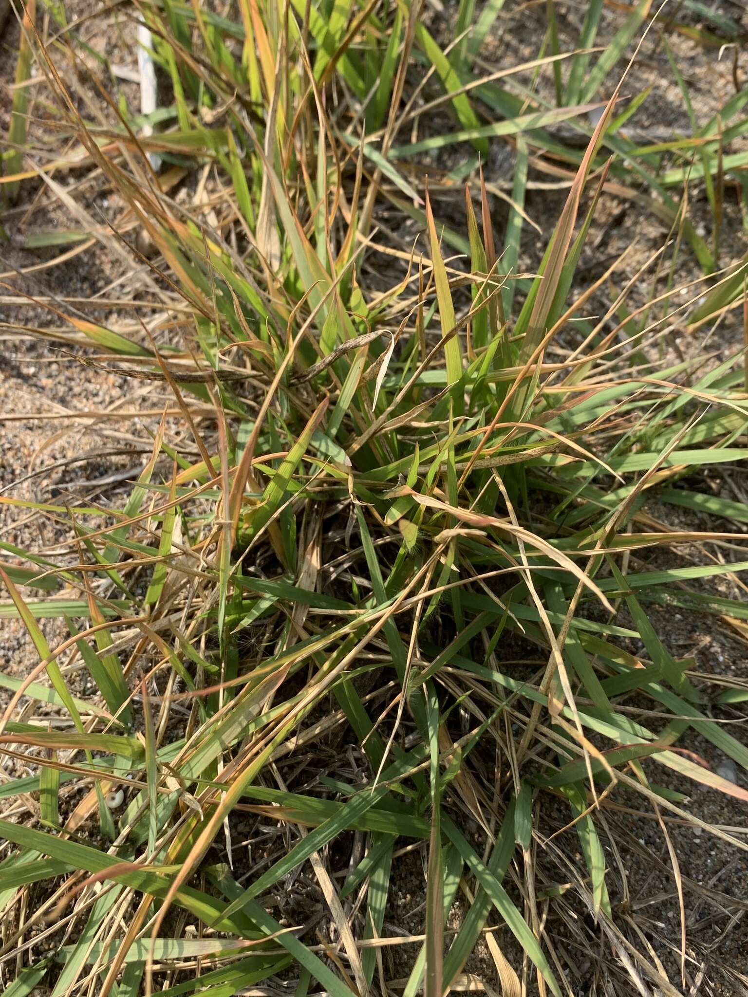 Image of Japanese Zoysiagrass