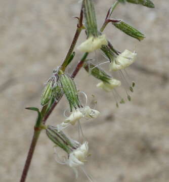 Imagem de Silene euxina (Rupr.) Hand.-Mazz.