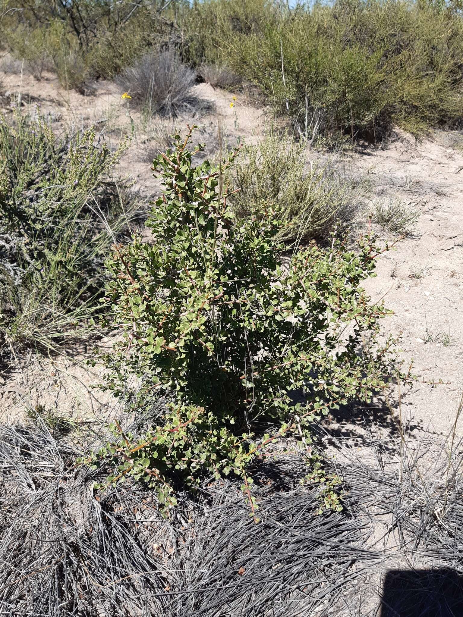 Image de Schinus johnstonii F. A. Barkley