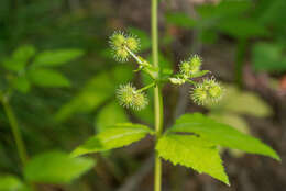 Image de Sanicula trifoliata Bicknell