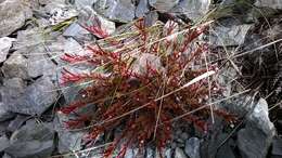 Image of Epilobium porphyrium G. Simpson