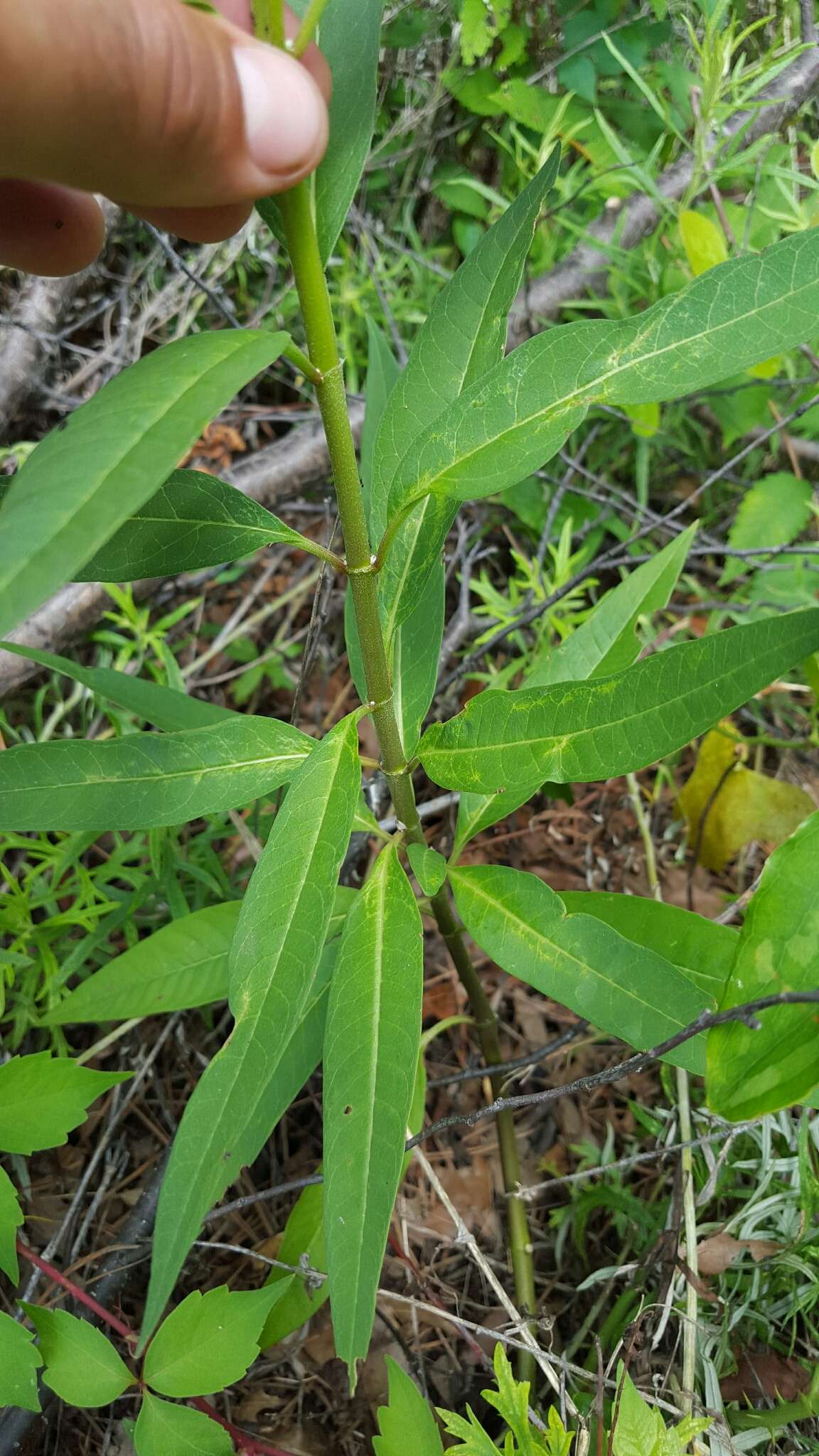 Asclepias curassavica L. resmi