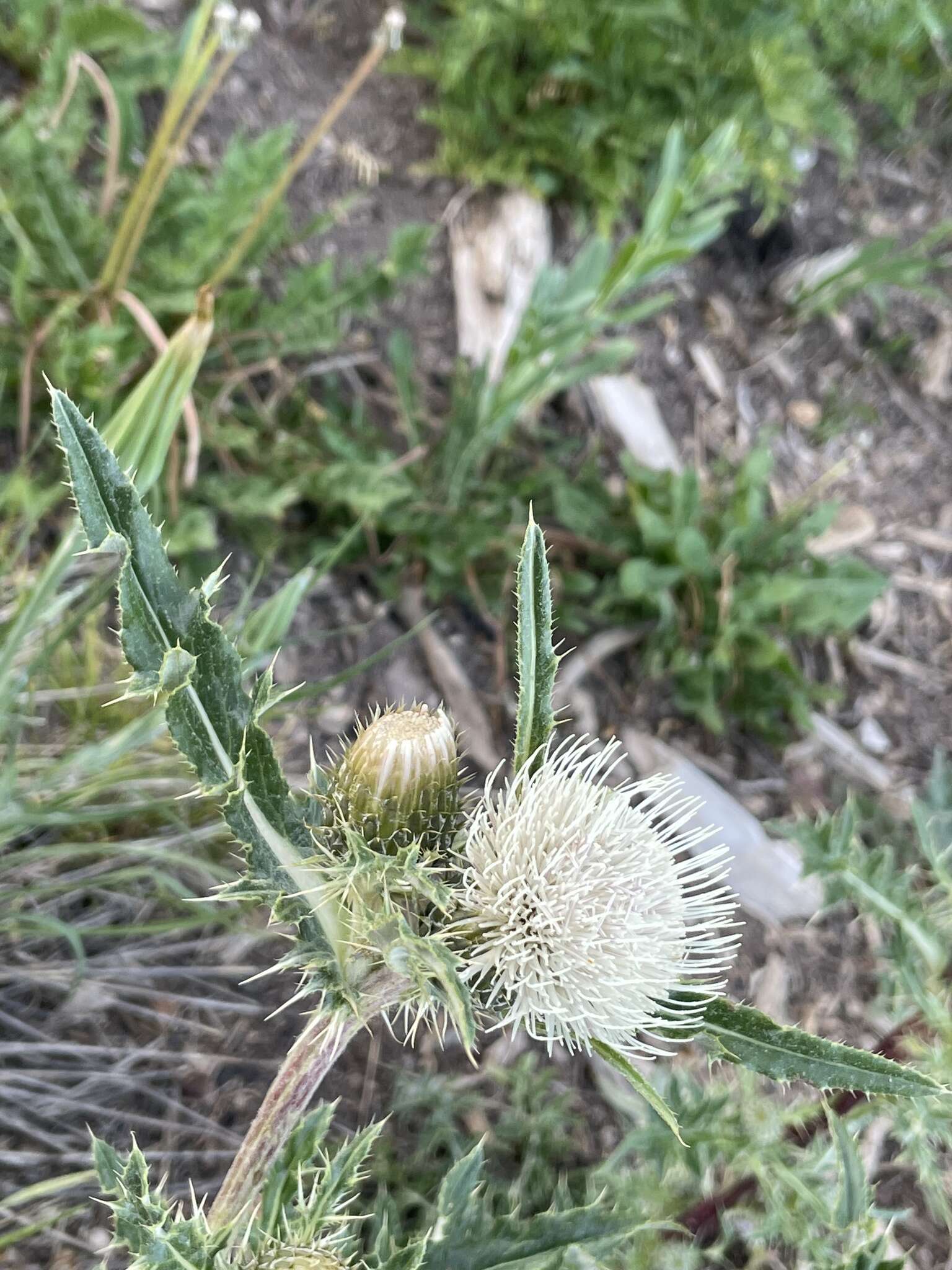 Image of Fish Lake thistle