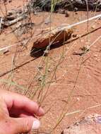 Image of Aristida barbicollis Trin. & Rupr.