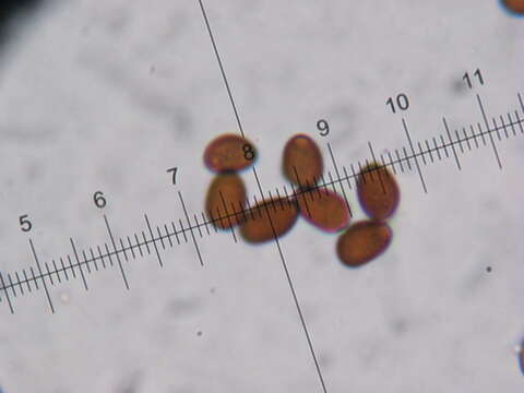 Слика од Psathyrella panaeoloides (Maire) Arnolds 1982