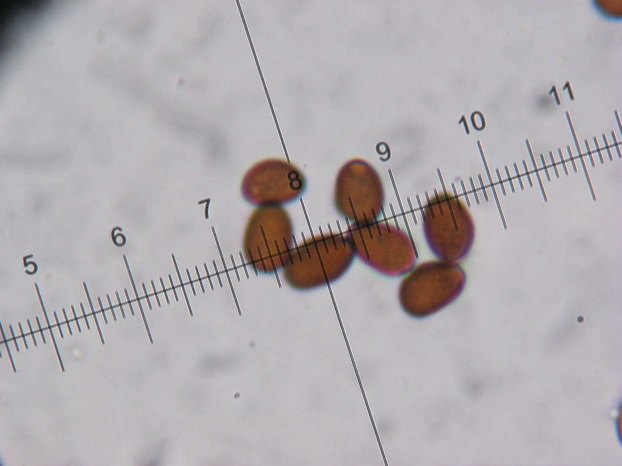 Image of Psathyrella panaeoloides (Maire) Arnolds 1982