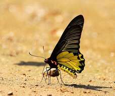 Image of Troides aeacus (Felder & Felder 1860)