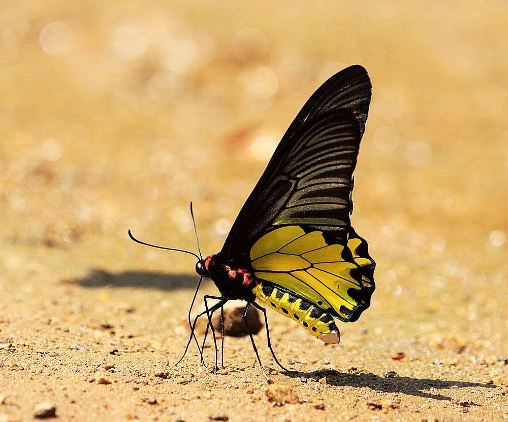 Image of Golden Birdwing Butterfly