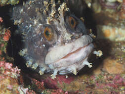 Image of Mottled warbonnet