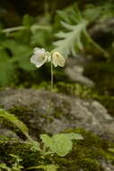 Image of Primula reidii Duthie