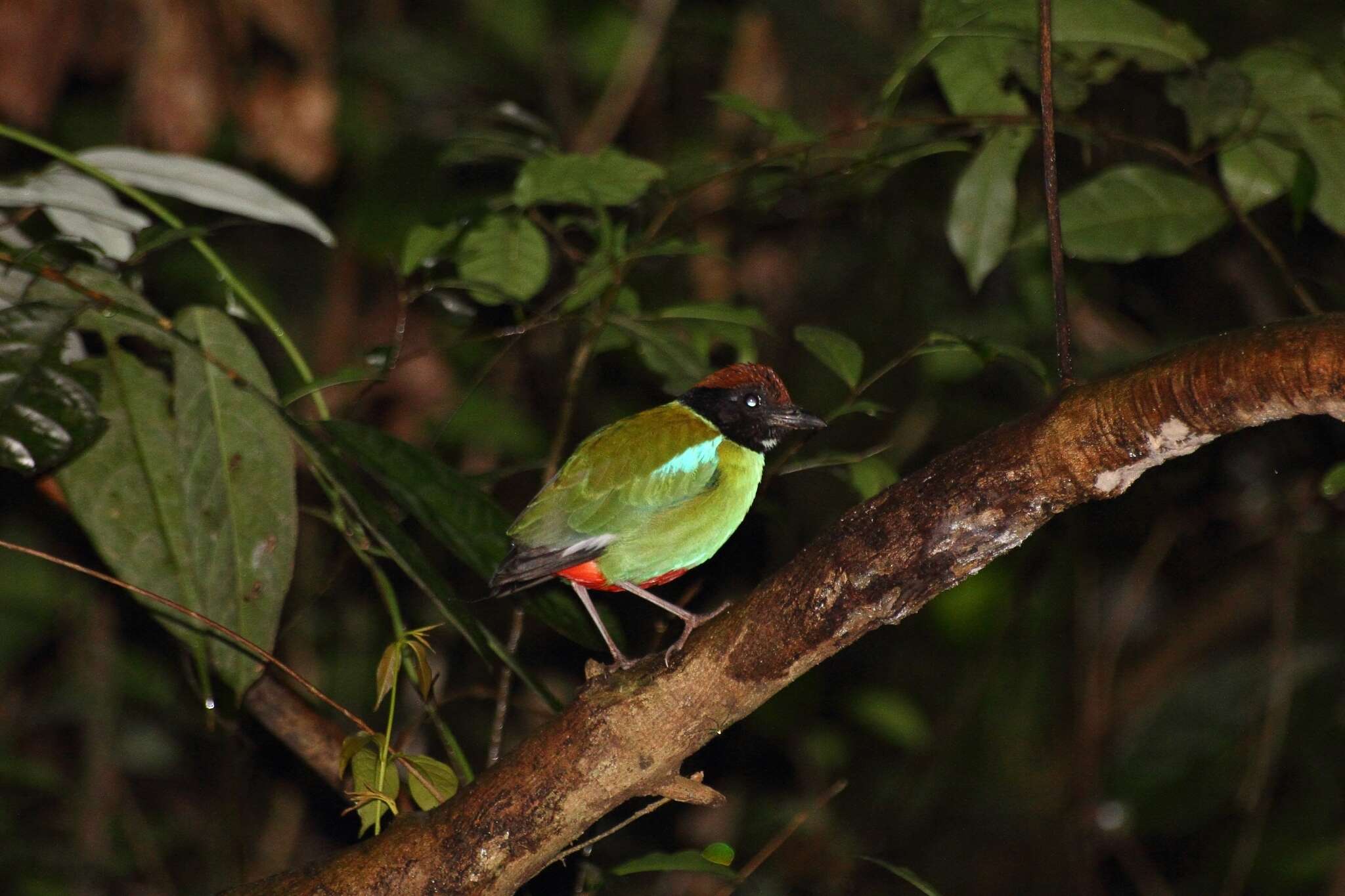 Image of Pitta sordida cucullata Hartlaub 1843