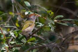 صورة Hylophilus amaurocephalus (Nordmann 1835)