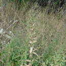 Image of earleaf brickellbush