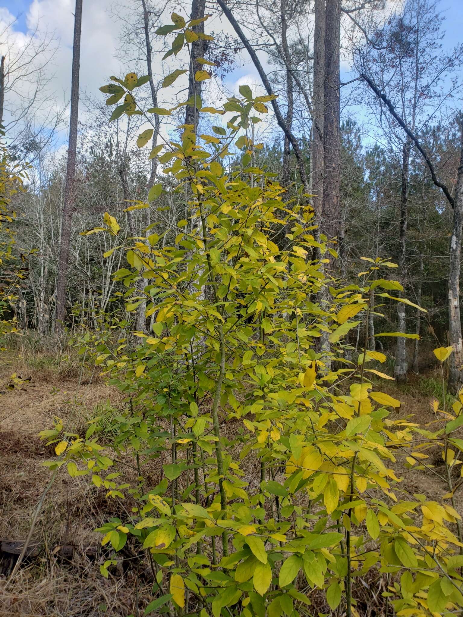 Слика од Ilex amelanchier M. A. Curt. ex Chapm.