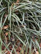 Image of creeping liriope