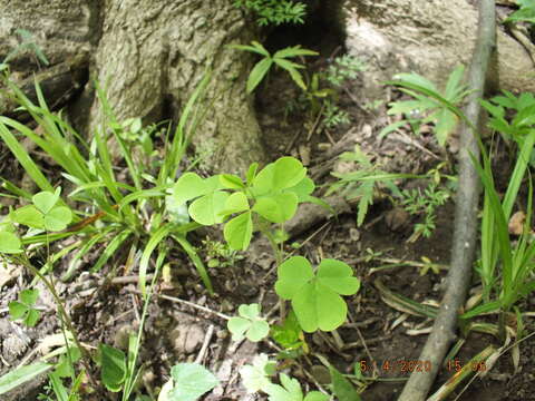 Image of Illinois woodsorrel