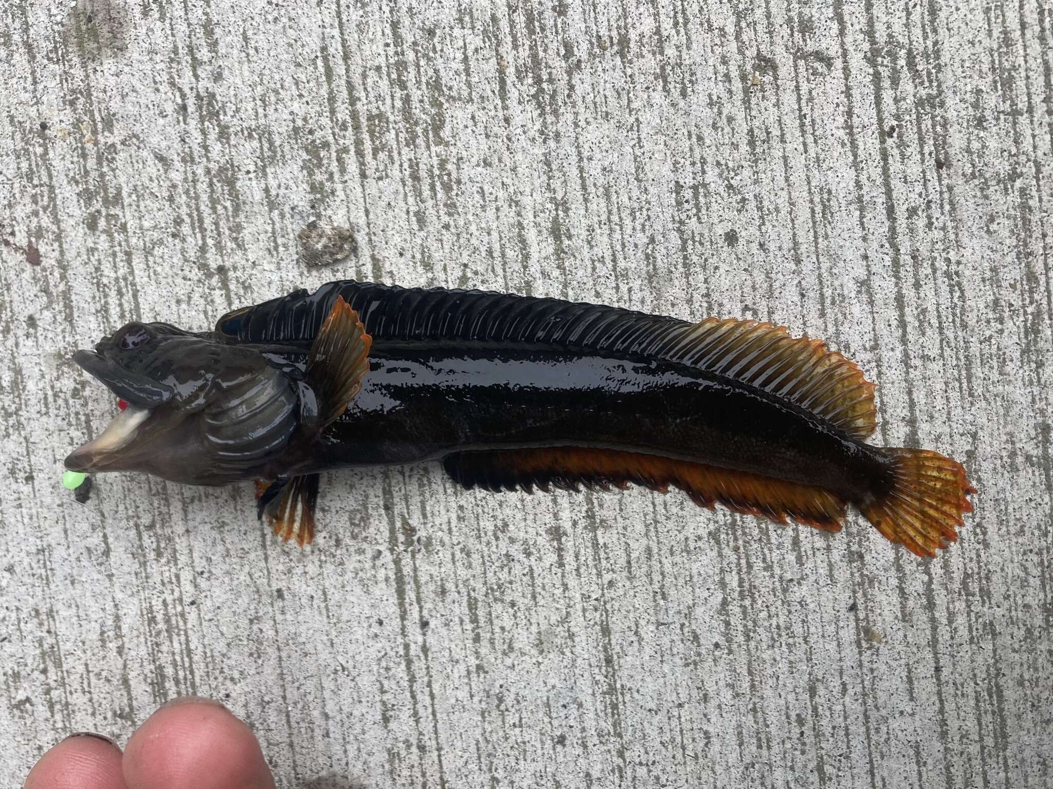 Image of One-Spot Fringehead