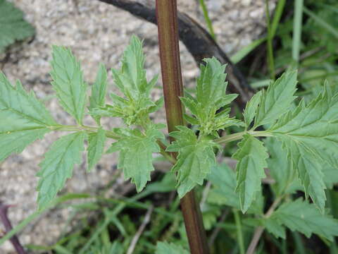 Image de Scrophularia sublyrata Brot.