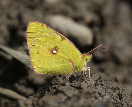 Image of Colias fieldii fieldii