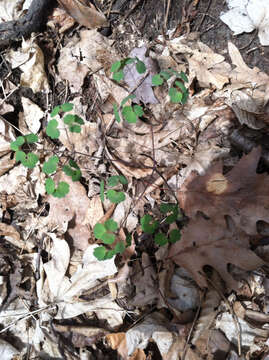 Image of early meadow-rue