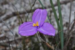 Image of Patersonia sericea R. Br.