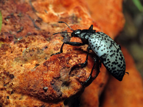 Image of <i>Gibbifer californicus</i> (Lacordaire 1842)