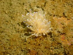 Imagem de Phyllodesmium opalescens Rudman 1991