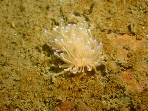 Imagem de Phyllodesmium opalescens Rudman 1991