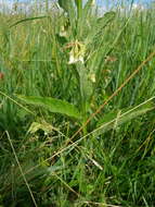 Image of Symphytum officinale subsp. bohemicum (F. W. Schmidt) Celak.