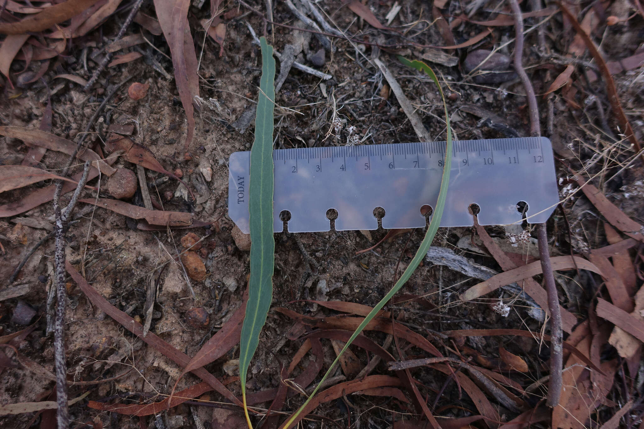 Eucalyptus melliodora A. Cunn. ex Schauer resmi