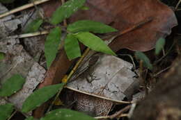 Image of Anguilla Bank Bush Anole