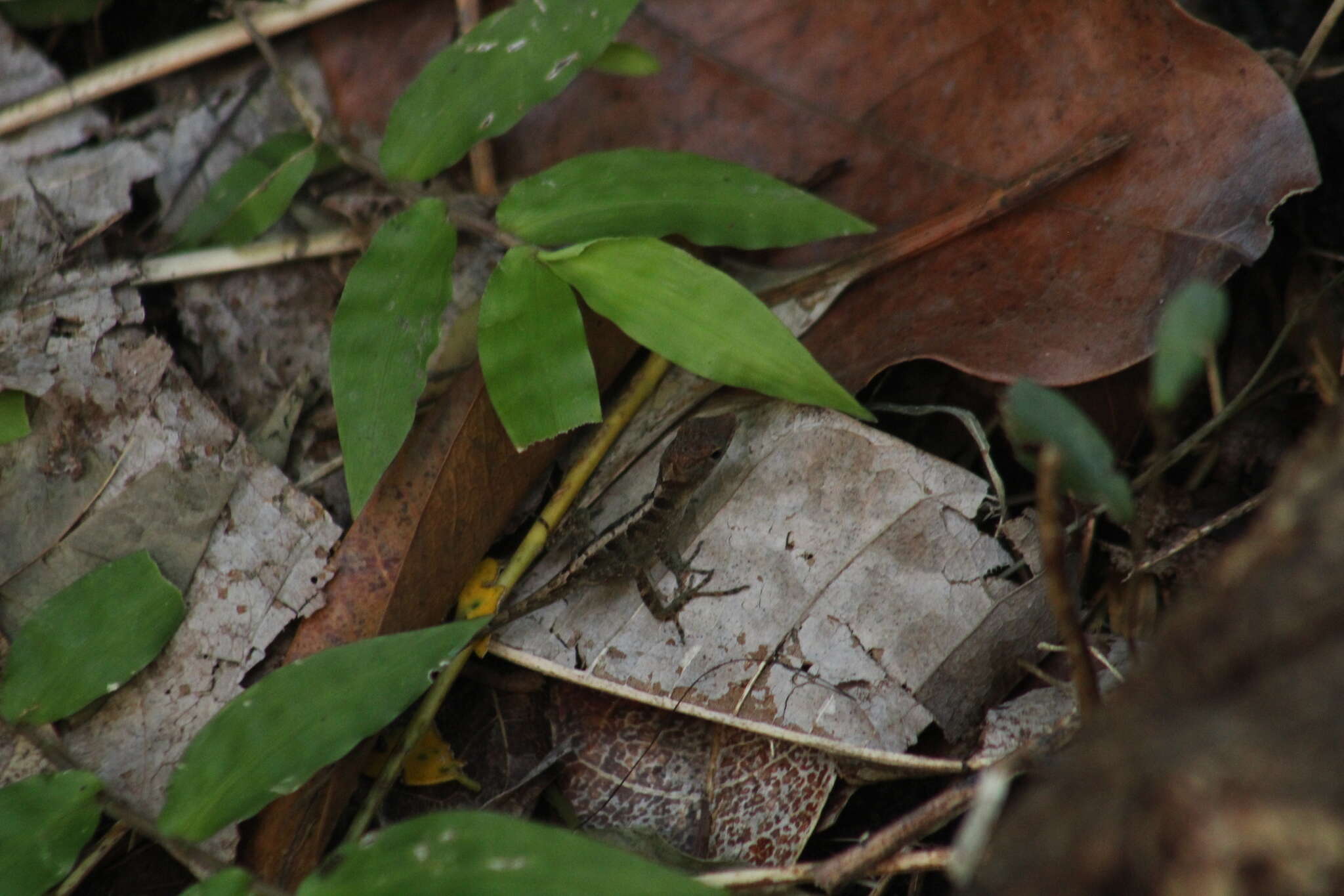 Image of Anguilla Bank Bush Anole