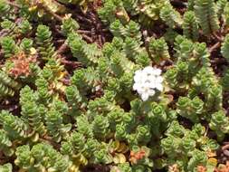 Image of Pimelea carnosa C. J. Burrows