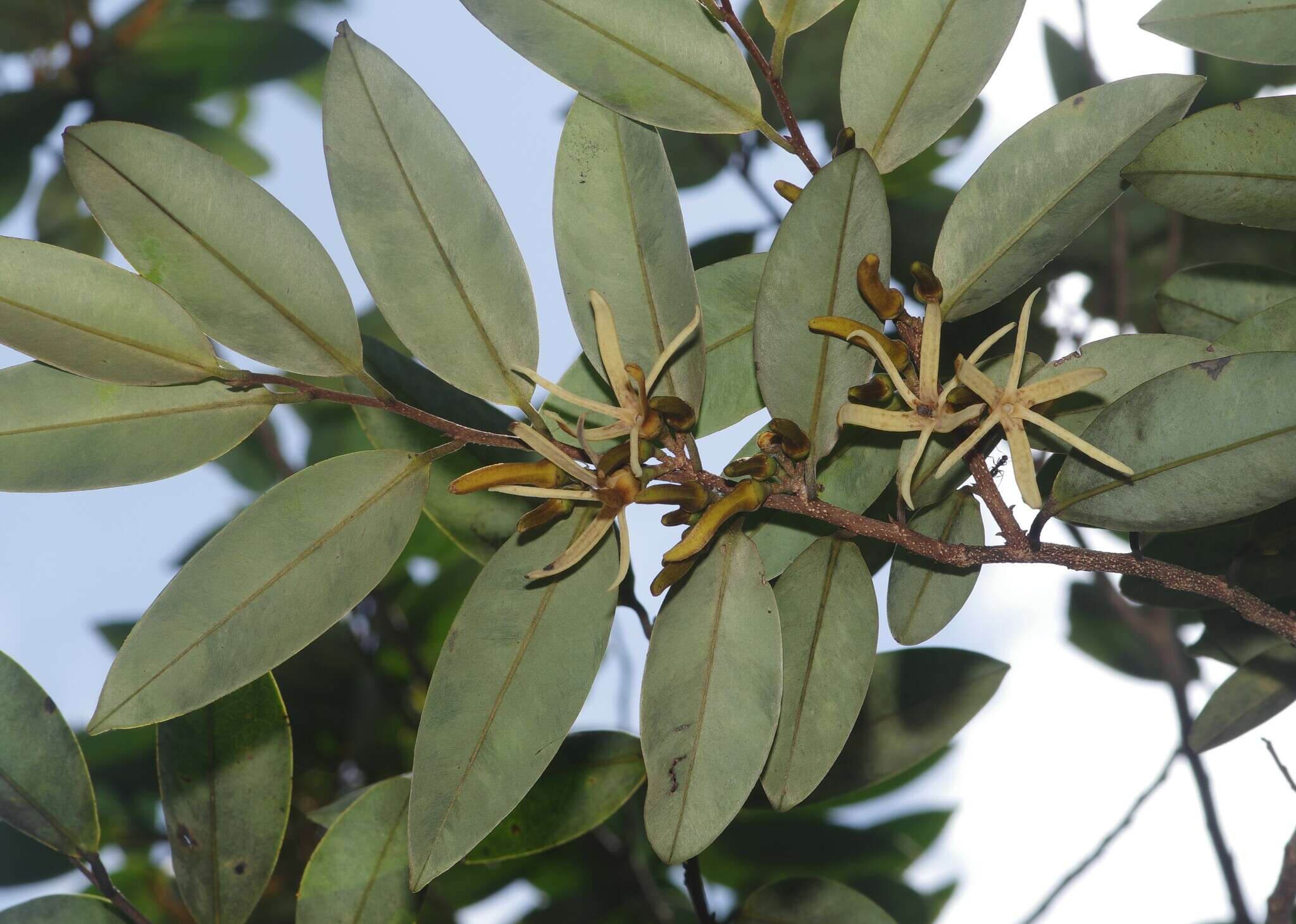 Xylopia nitida Dunal resmi