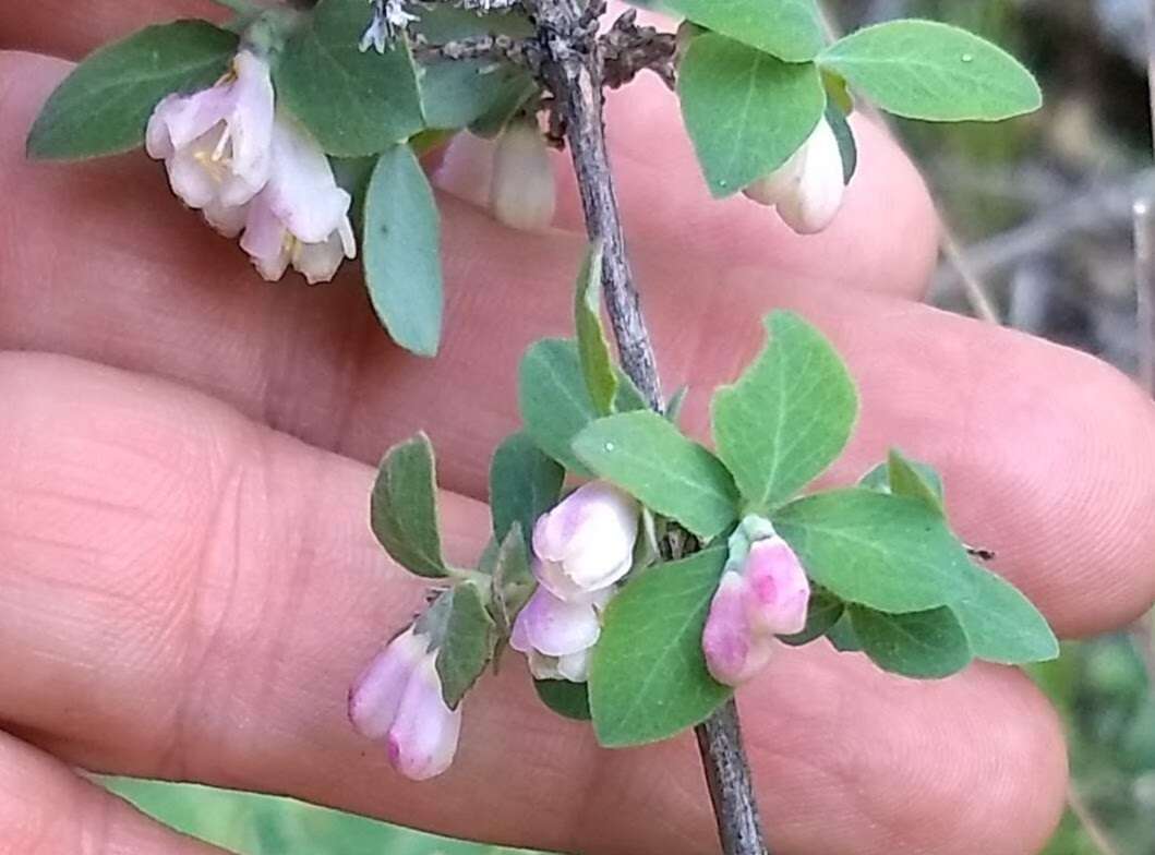 Image of Parish's snowberry