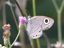 Image de Ypthima striata