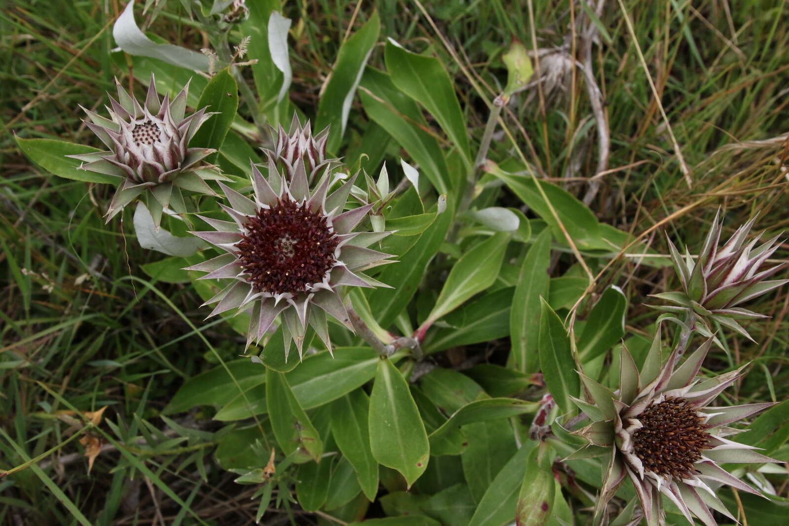 Image of Macledium zeyheri (Sond.) S. Ortiz