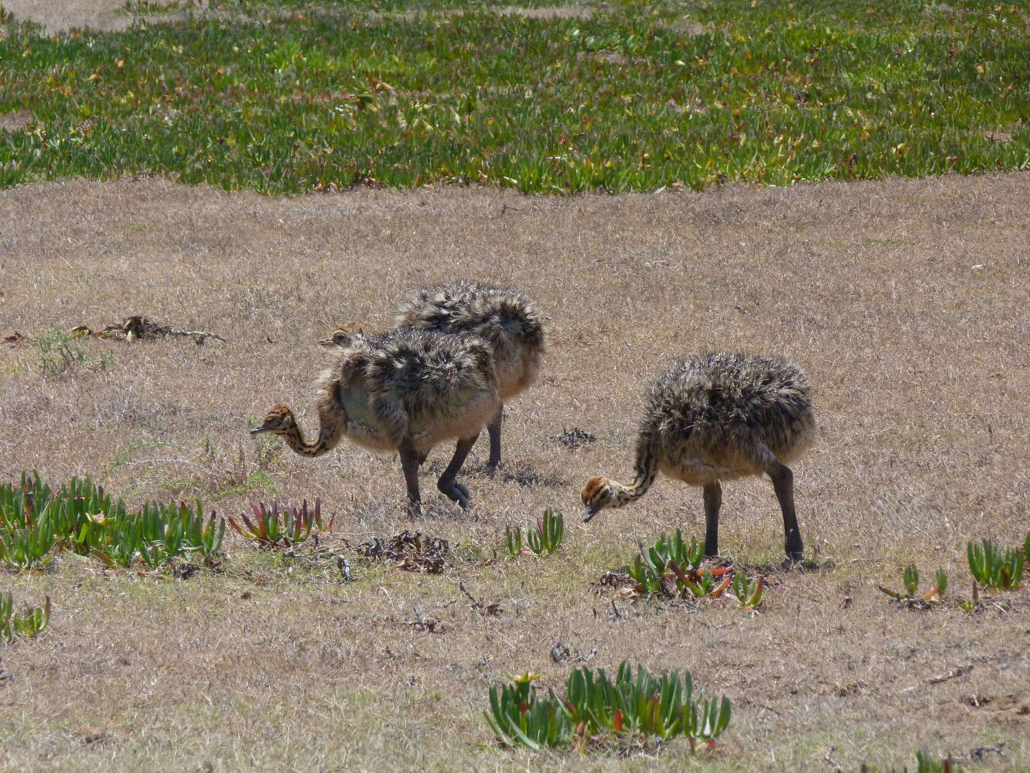 Image of South African Ostrich