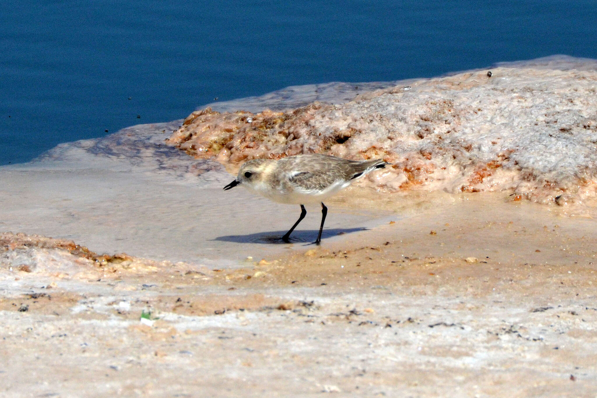 Image of Puna Plover