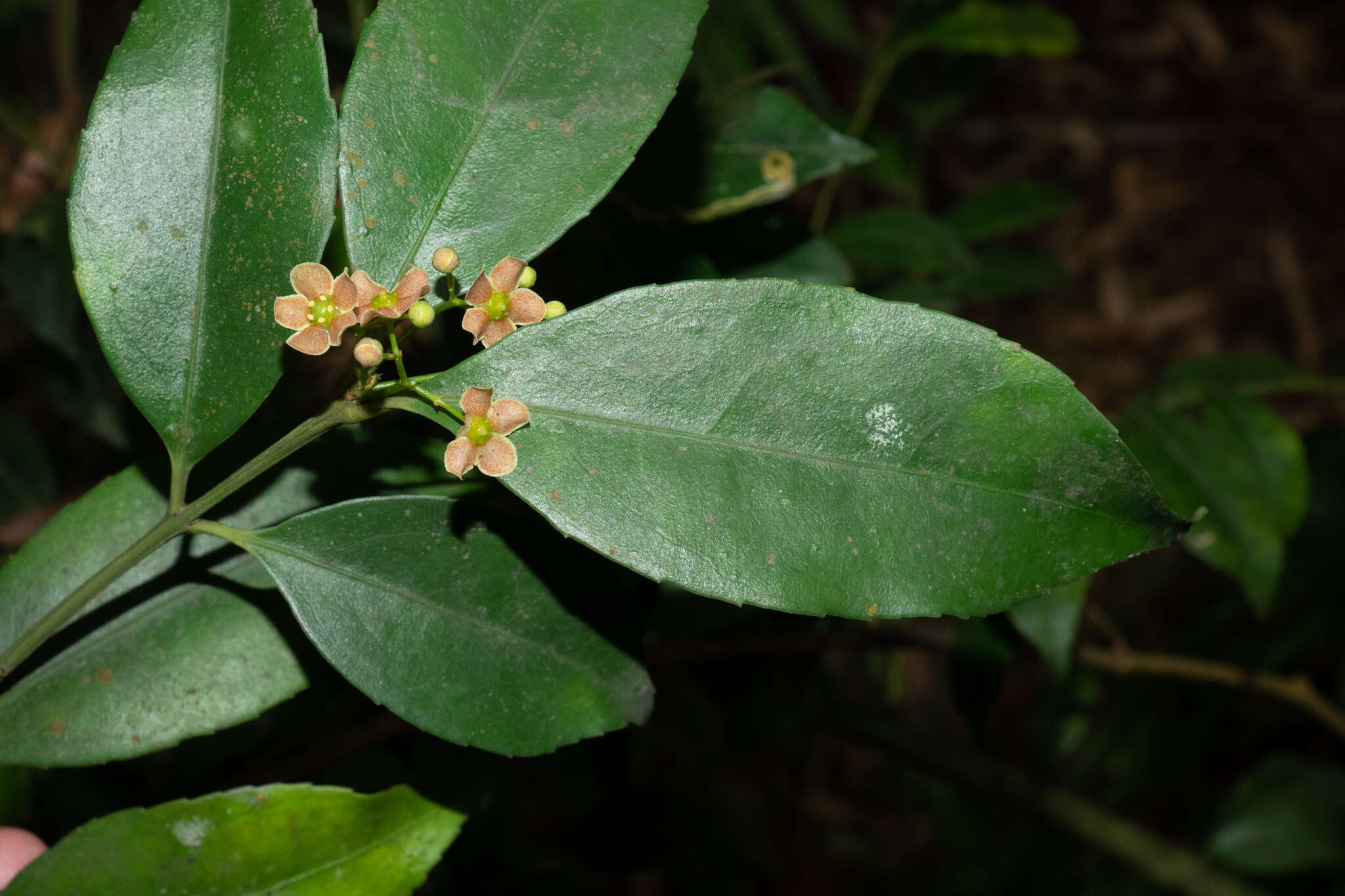 Imagem de Euonymus laxiflorus Champ. ex Benth.