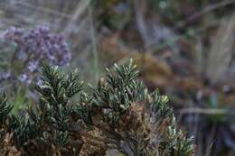 Image of Andicolea thuyoides (Lam.) Mayta & Molinari