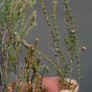 Image of Erica longipedunculata Lodd.