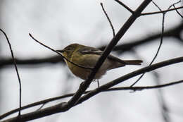 Image of Pine Warbler