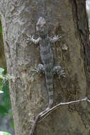 Image of Madagascar velvet gecko