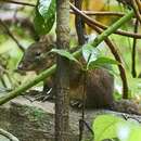 Image of Shrew-faced Squirrel