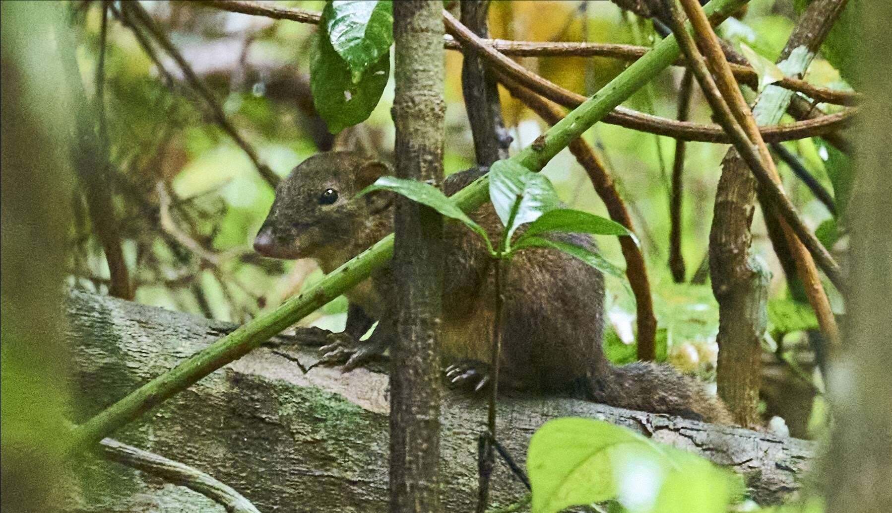 Слика од Rhinosciurus laticaudatus (Müller 1840)