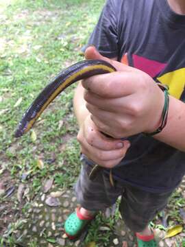 Image of Koa Tao Island Caecilian