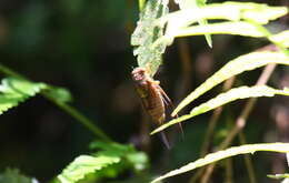 Vagitanus terminalis (Matsumura 1913)的圖片