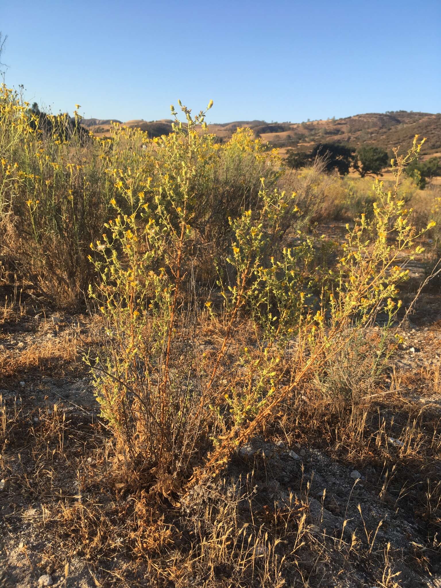 Image of sessileflower false goldenaster