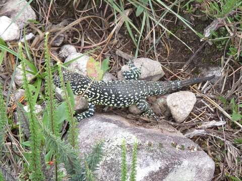 Image of Rock Whorltail Iguana